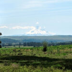 Mt Hood Views