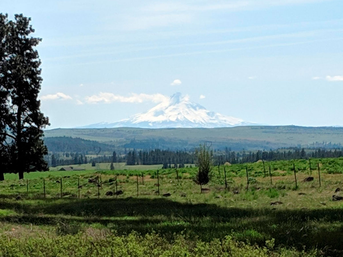Mt Hood Views